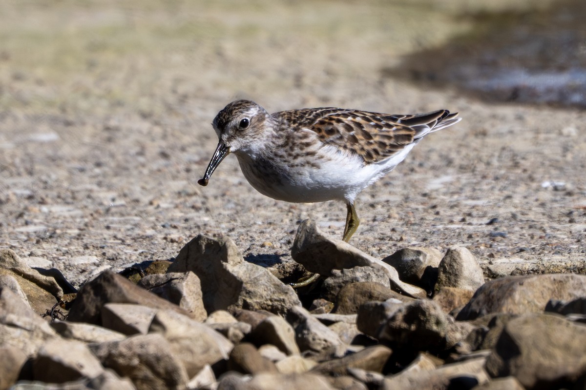 Least Sandpiper - ML641959241