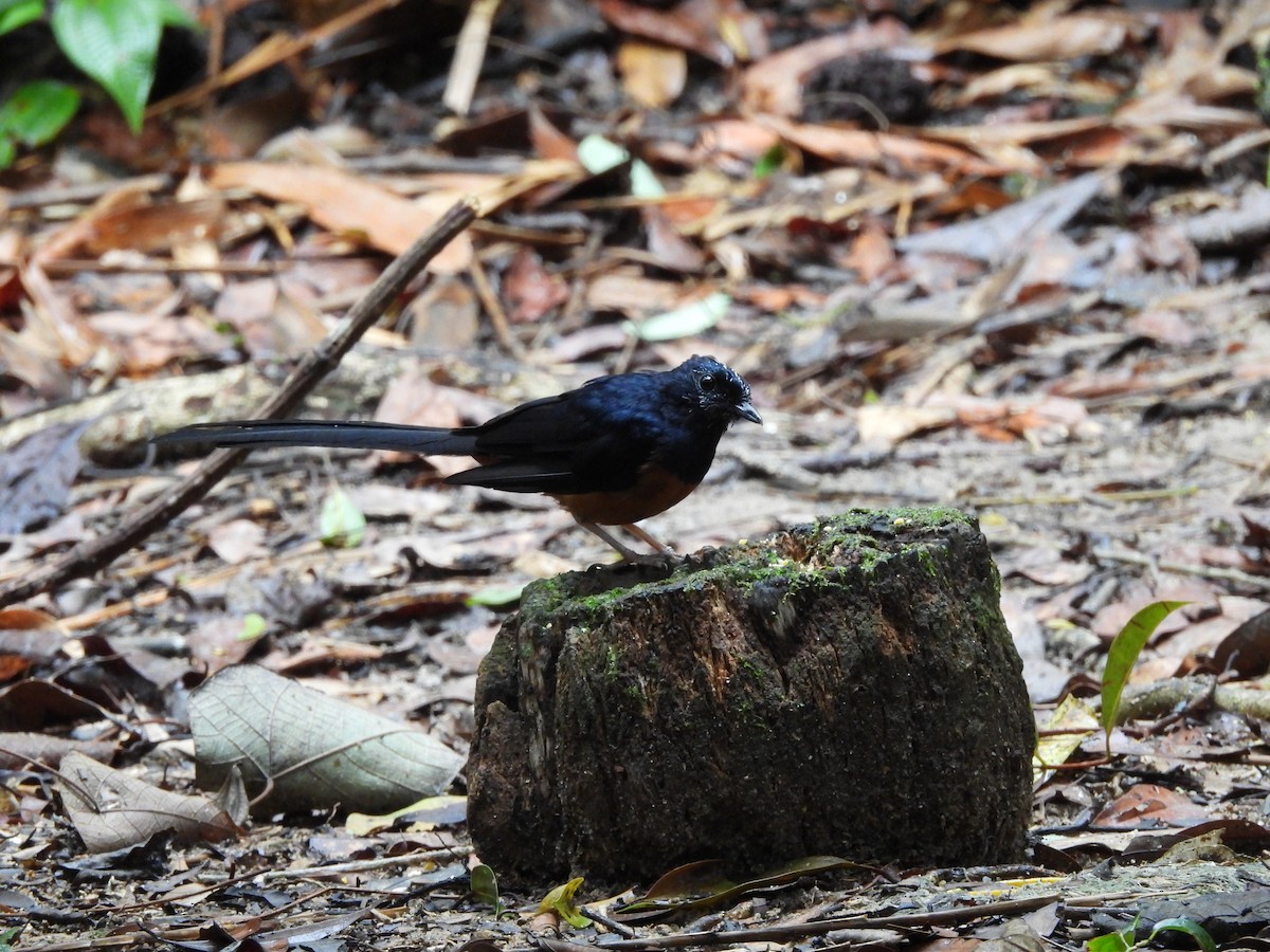 White-rumped Shama - ML641959246