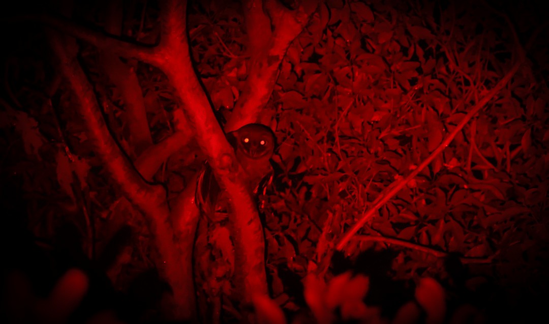 Sooty Owl (Greater) - ML641959248