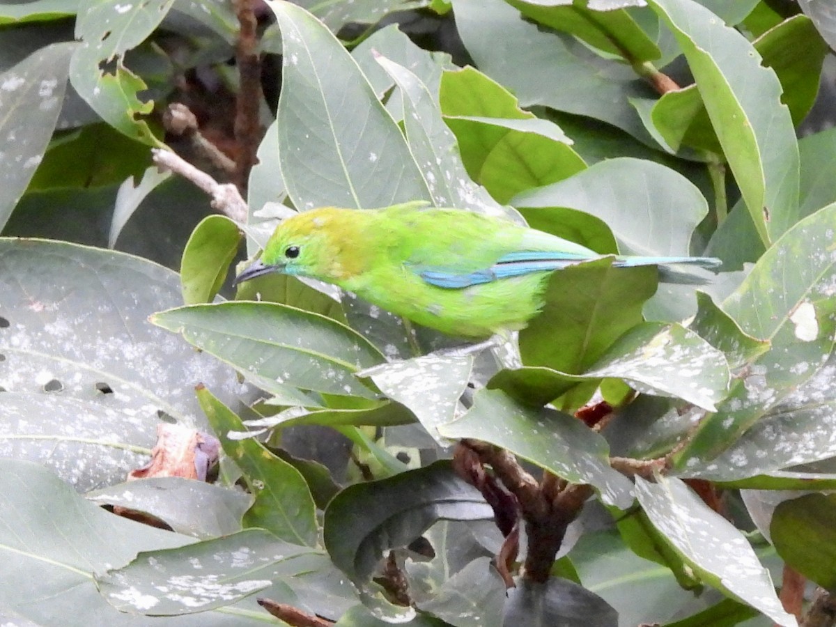 Verdin à ailes bleues - ML641959249