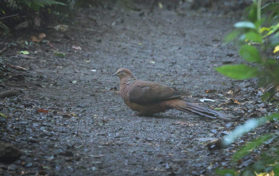 Brown Cuckoo-Dove - ML641959258