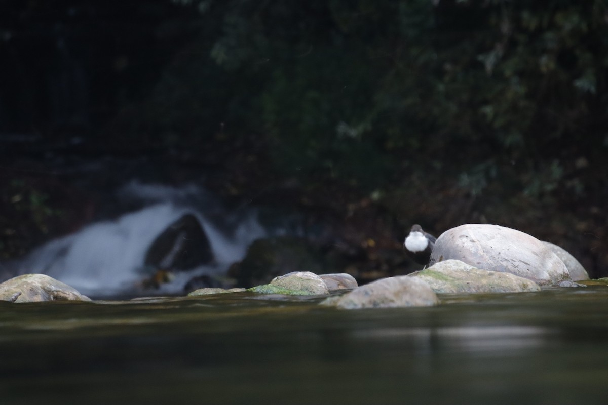 White-throated Dipper - ML641959288