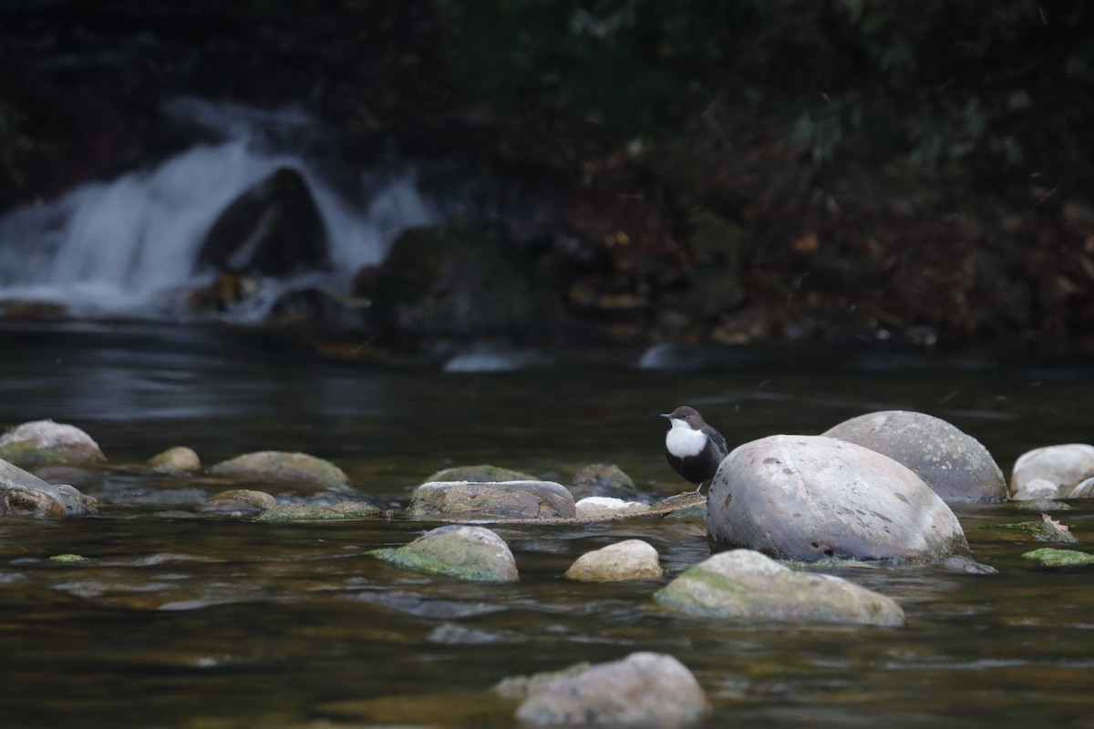 White-throated Dipper - ML641959289