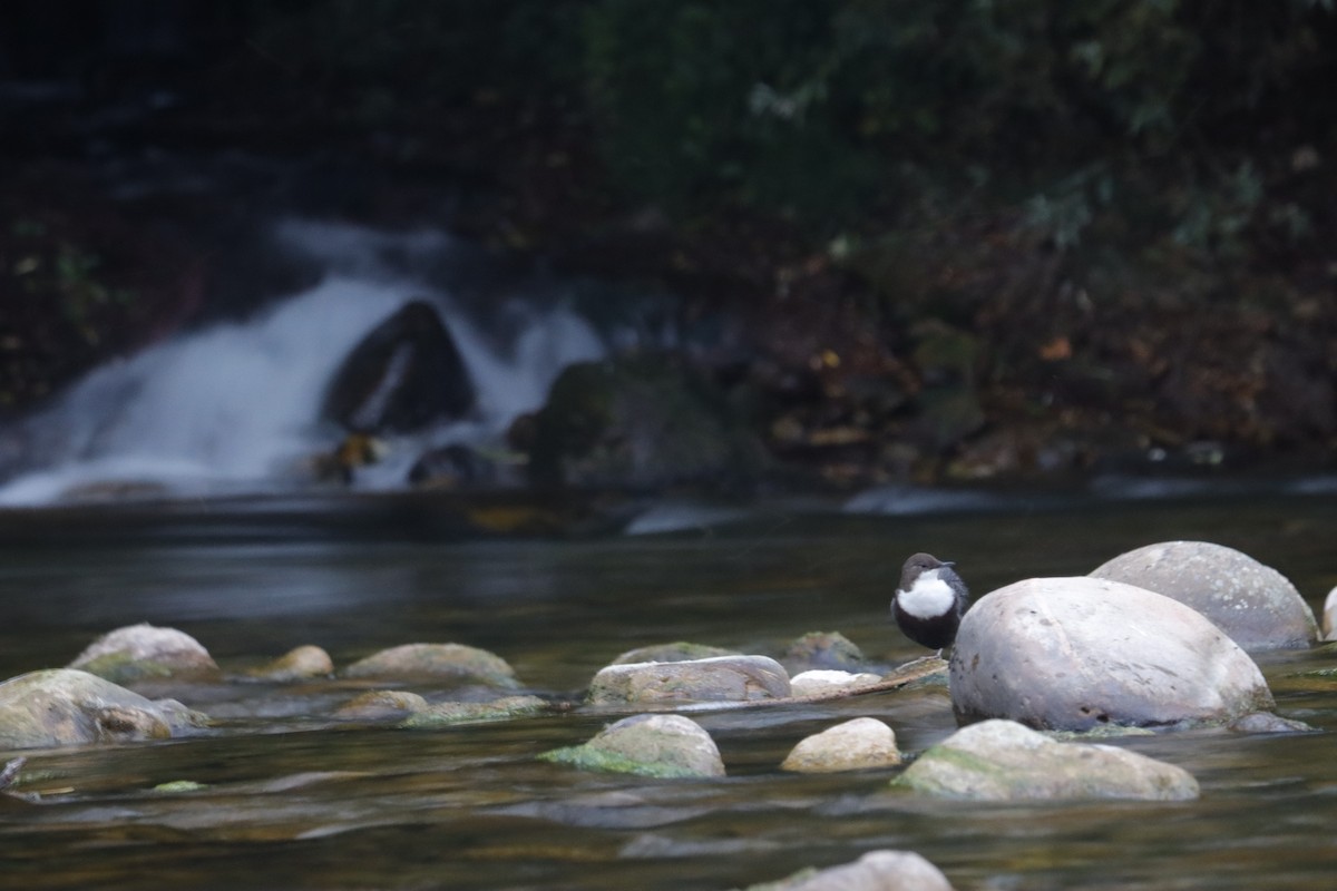 White-throated Dipper - ML641959290