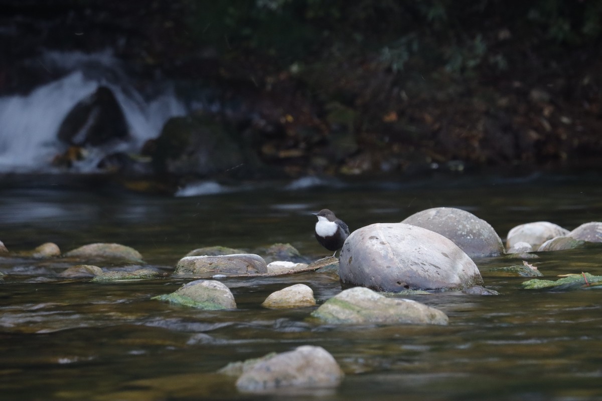 White-throated Dipper - ML641959291