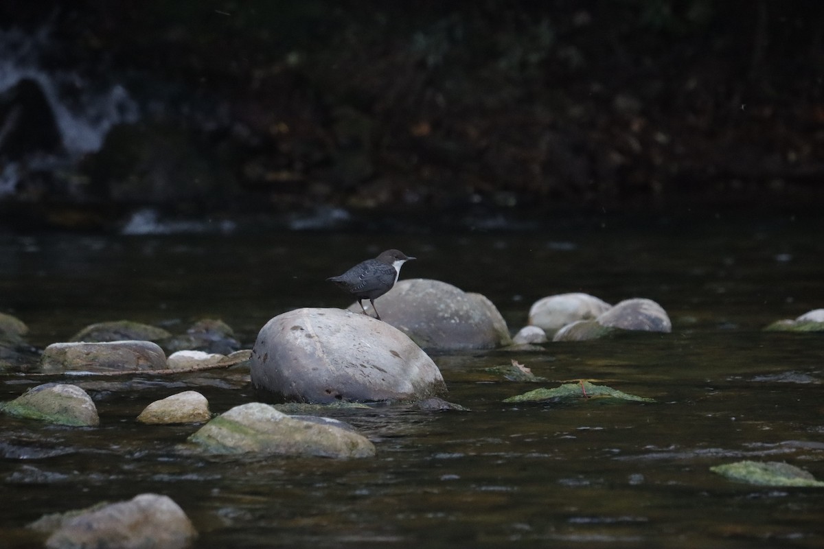 White-throated Dipper - ML641959292