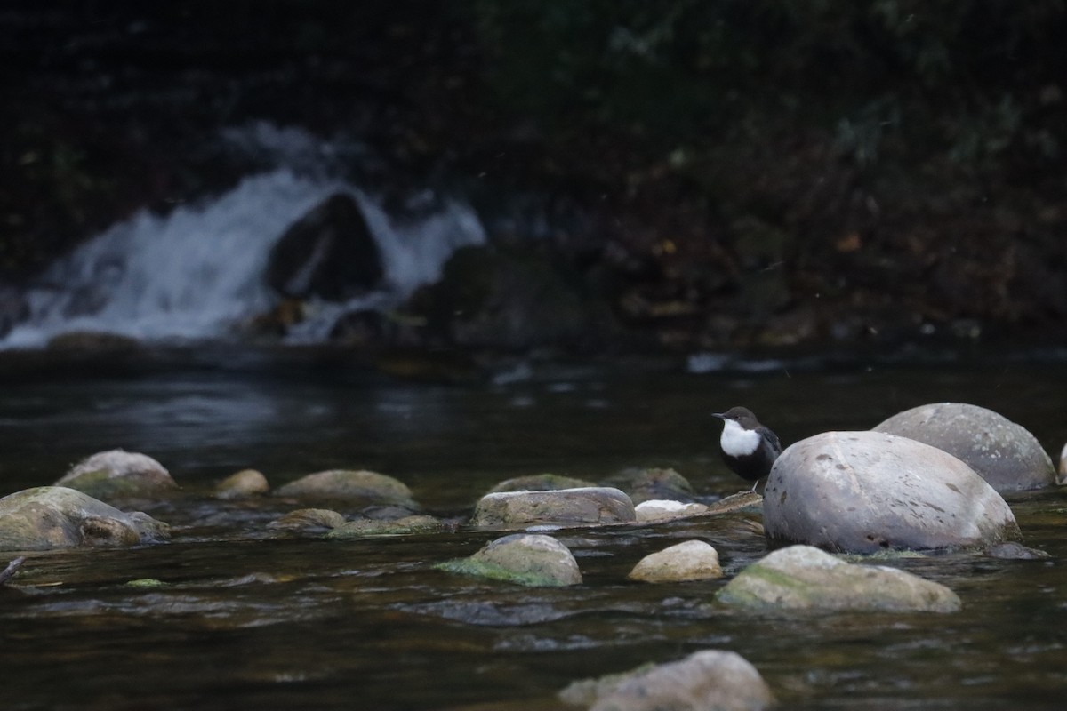 White-throated Dipper - ML641959293