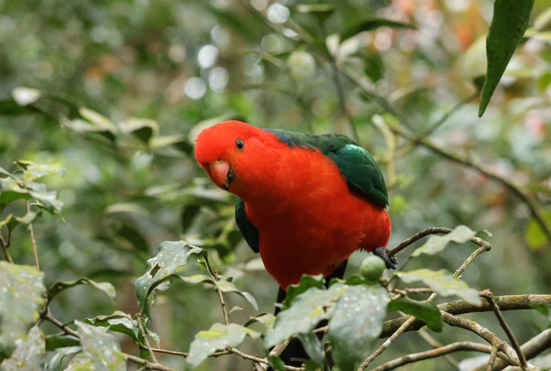 Australian King-Parrot - ML641959317