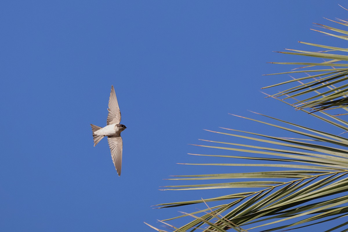 Western House-Martin - ML641959318