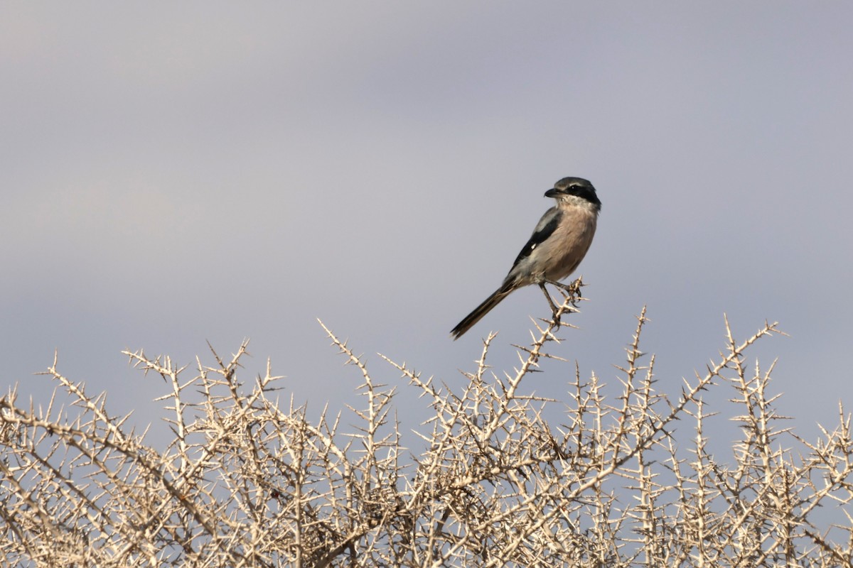 Iberian Gray Shrike - ML641959322