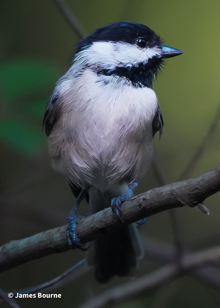 Carolina Chickadee - ML641959329