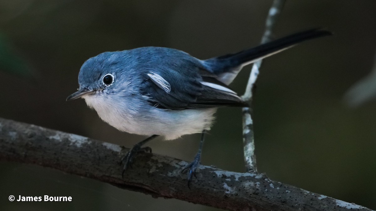 Blue-gray Gnatcatcher - ML641959339