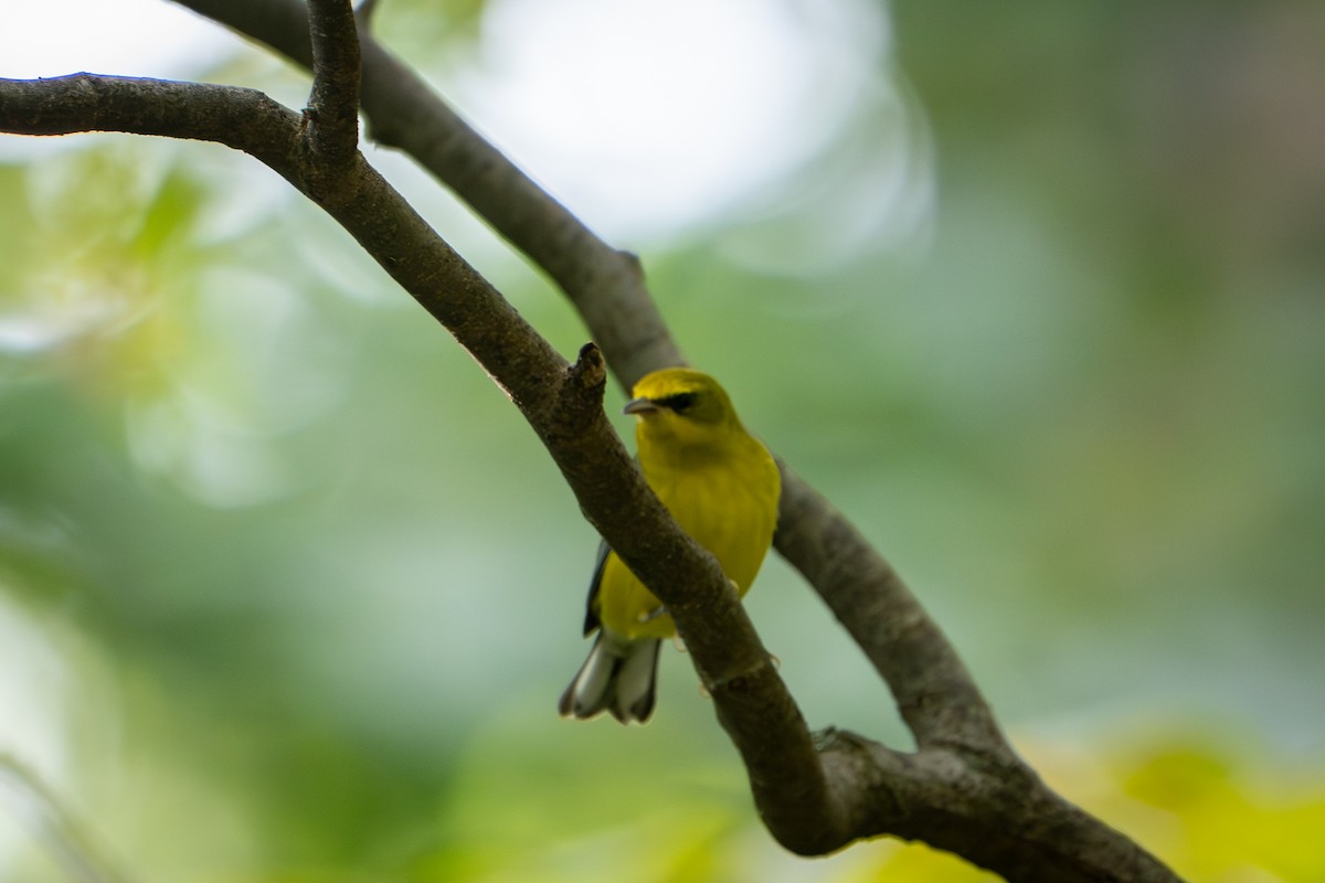 Lawrence's Warbler (hybrid) - ML641959389
