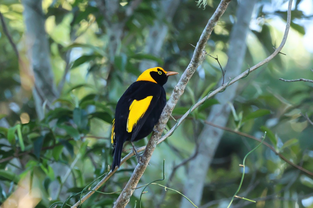 Regent Bowerbird - ML641959393