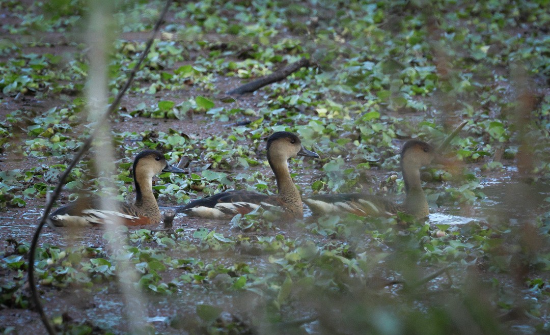 Wandering Whistling-Duck - ML641959404