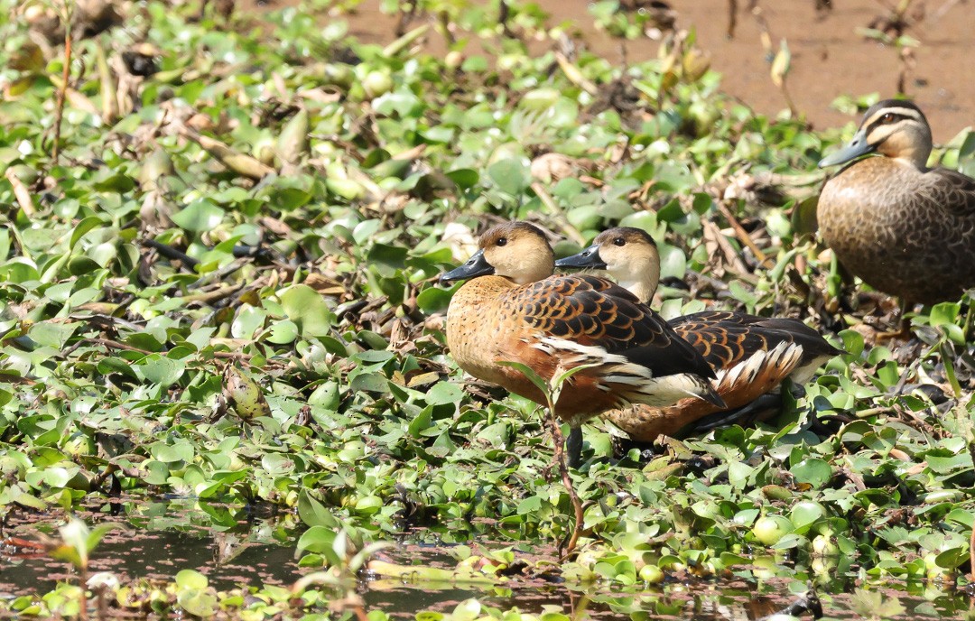 Wandering Whistling-Duck - ML641959405