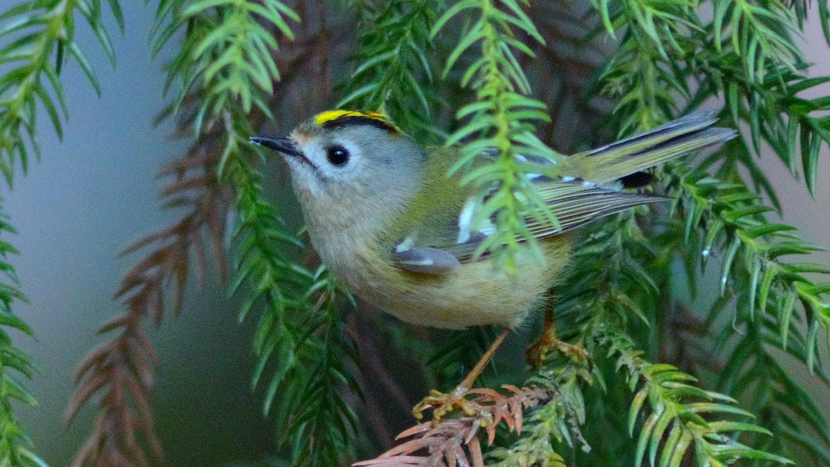 キクイタダキ - ML641959406