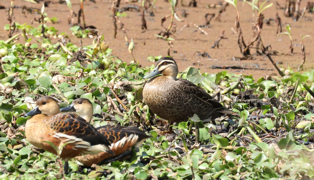Pacific Black Duck - ML641959407