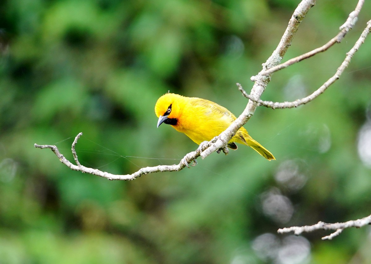 Spectacled Weaver - ML641959409