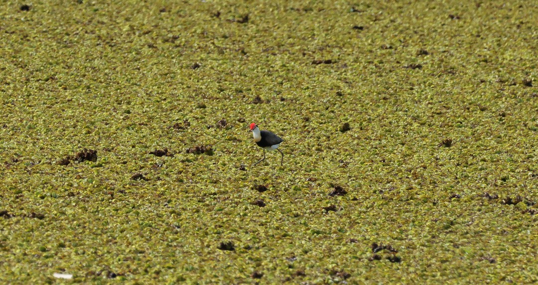 Comb-crested Jacana - ML641959422