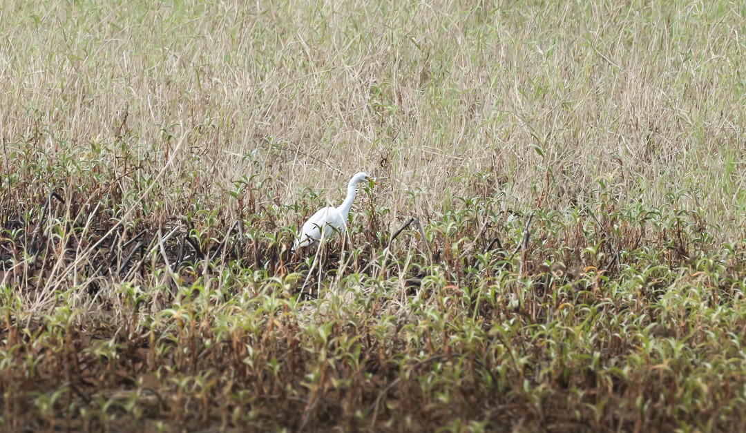 Plumed Egret - ML641959423