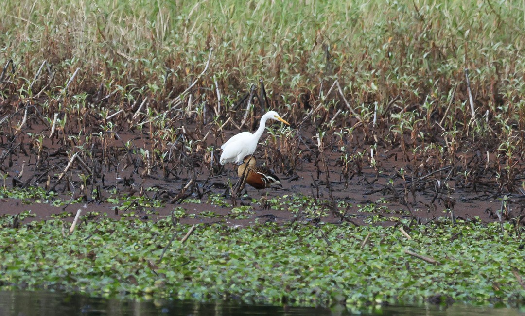 Plumed Egret - ML641959424