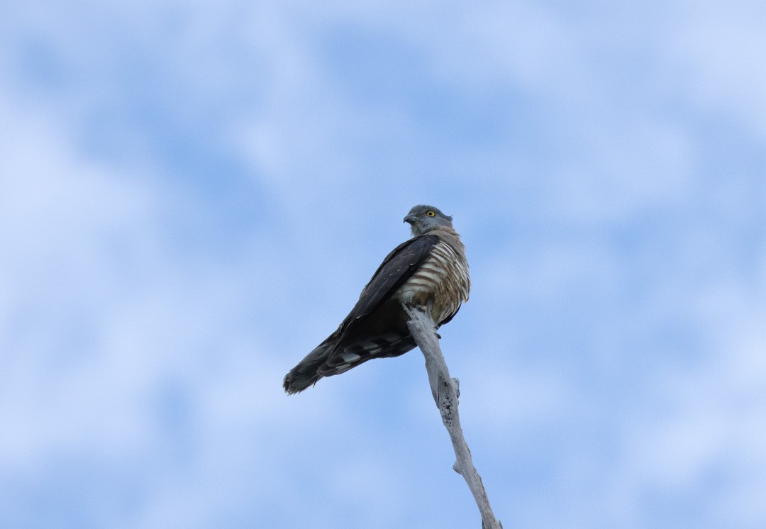 Pacific Baza - ML641959429
