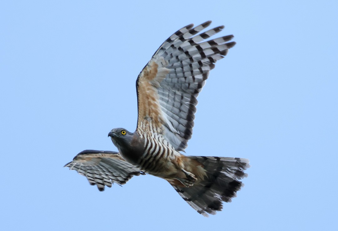 Pacific Baza - ML641959430