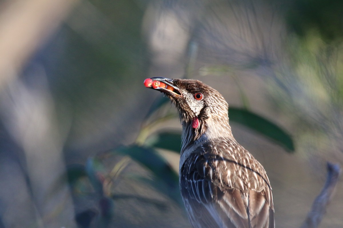 Red Wattlebird - ML641959453