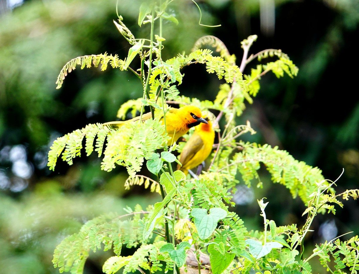 Spectacled Weaver - ML641959455