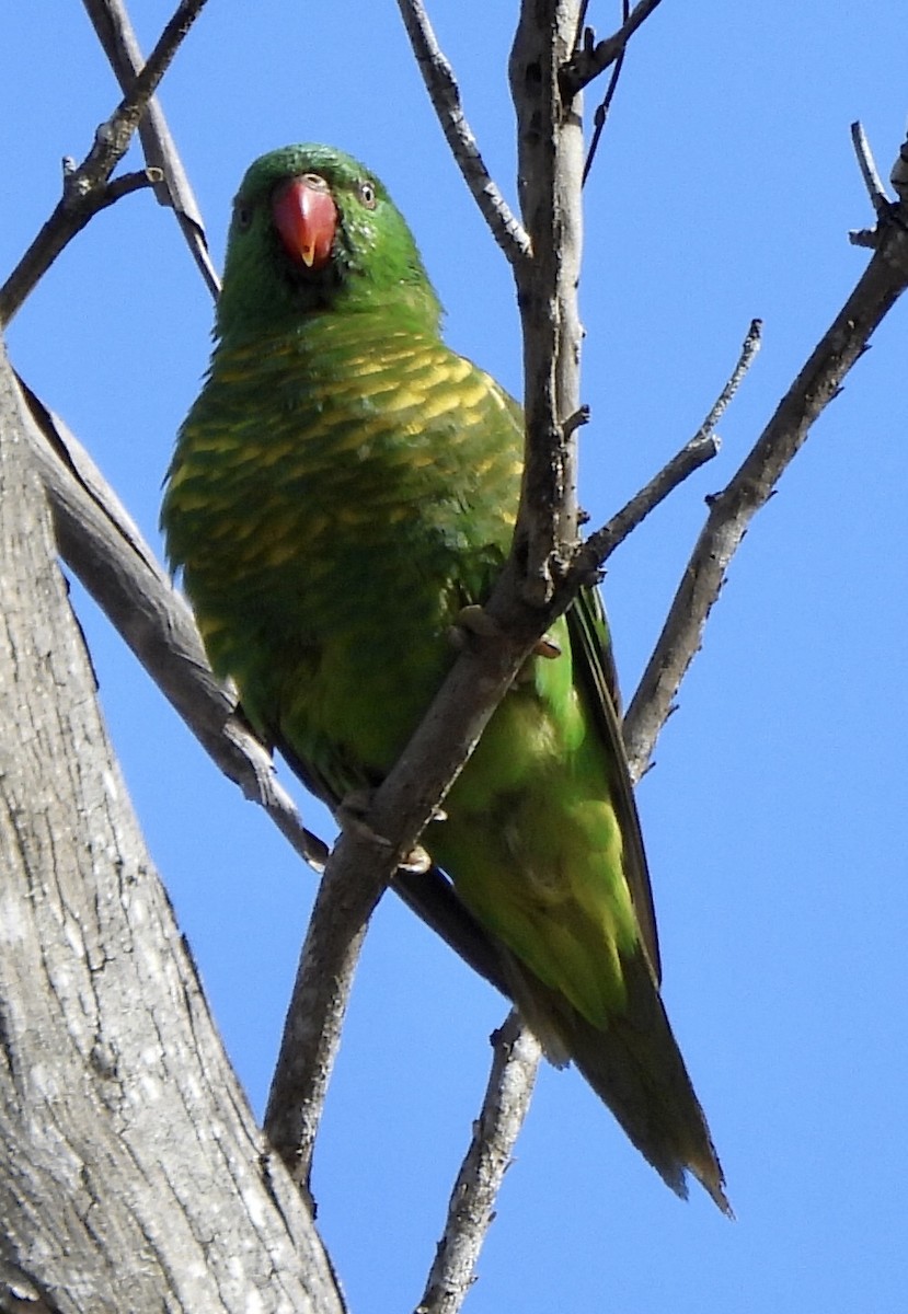 Scaly-breasted Lorikeet - ML641959456