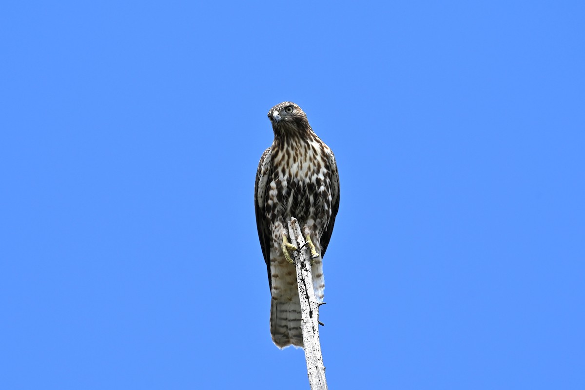 Red-tailed Hawk - ML641959461