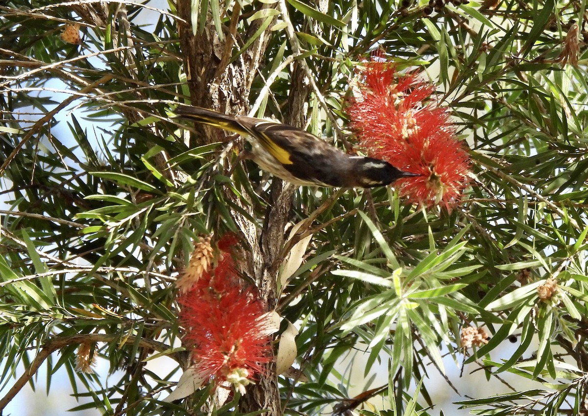 New Holland Honeyeater - ML641959462