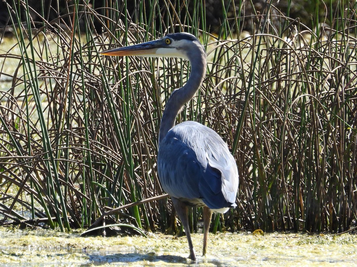 Great Blue Heron - ML641959464