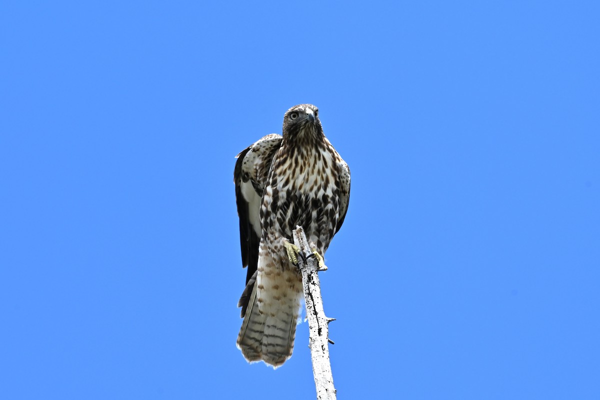 Red-tailed Hawk - ML641959465