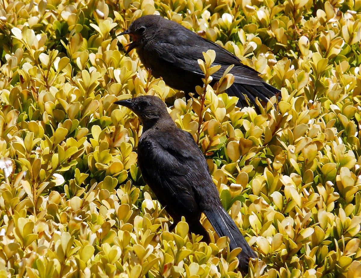 Brewer's Blackbird - ML641959470