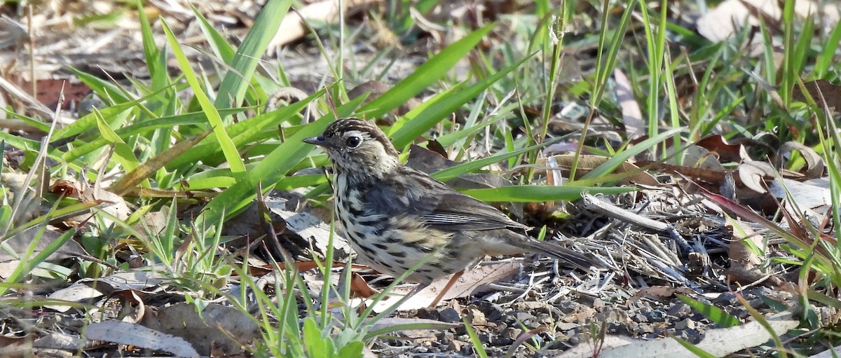 Speckled Warbler - ML641959471