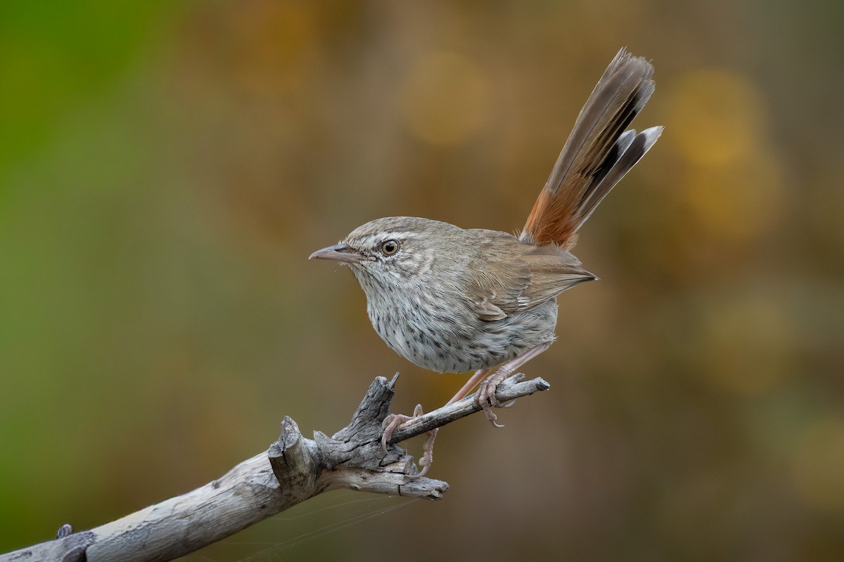 Chestnut-rumped Heathwren - ML641959472