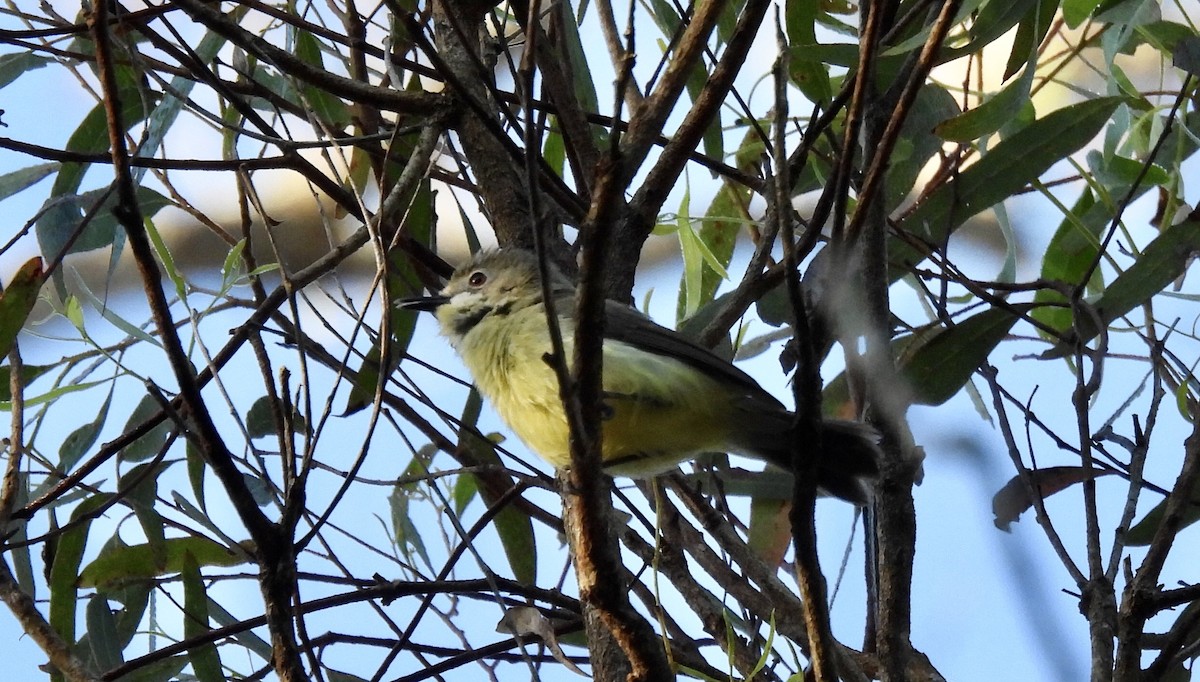 Fairy Gerygone - ML641959474