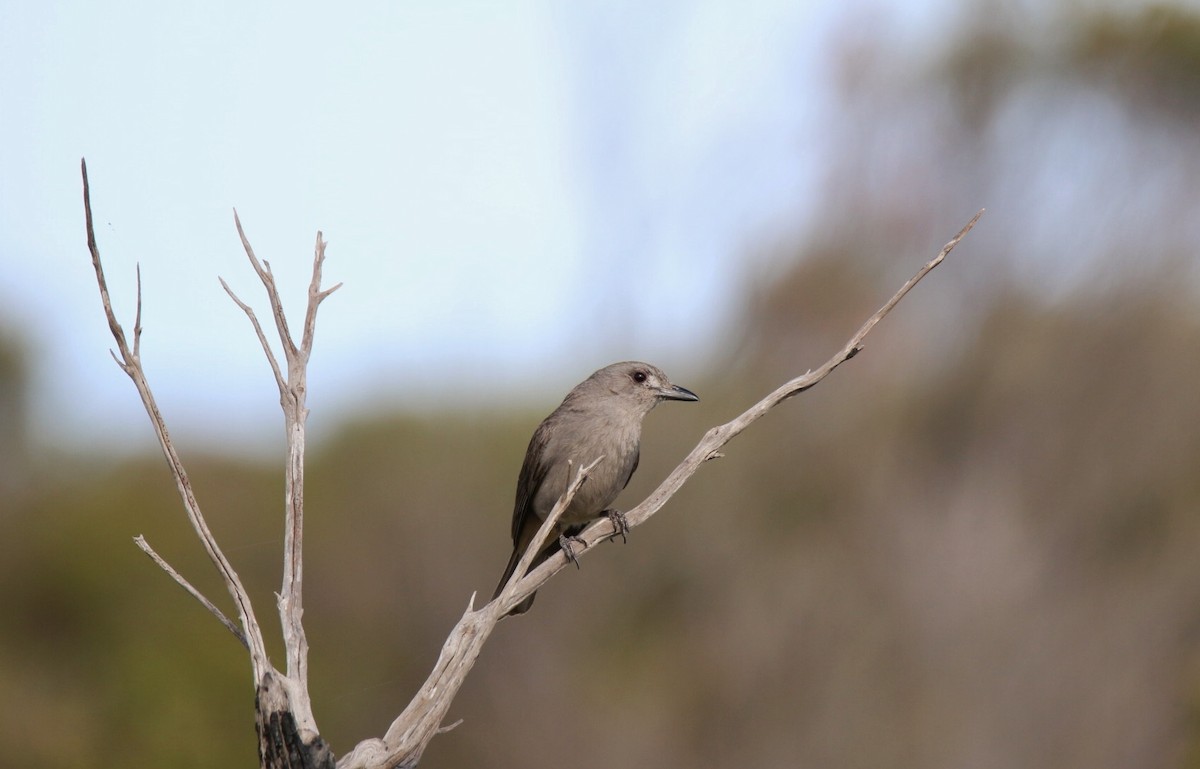 Gray Shrikethrush - ML641959484