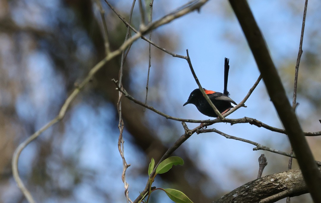 Red-backed Fairywren - ML641959489