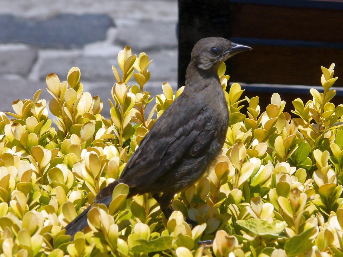Brewer's Blackbird - ML641959491