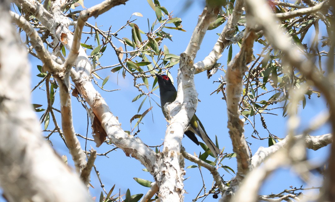 Australasian Figbird - ML641959493