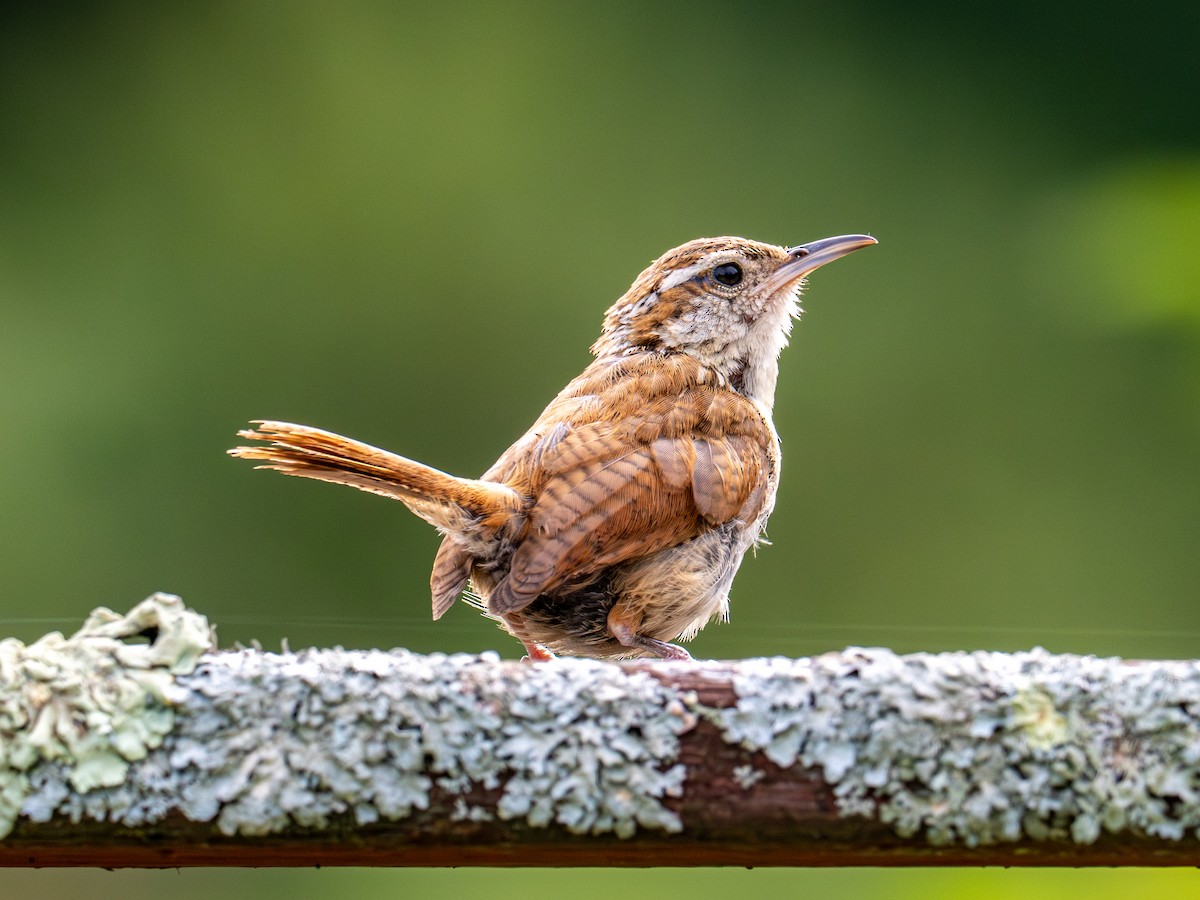 Carolina Wren - ML641959494
