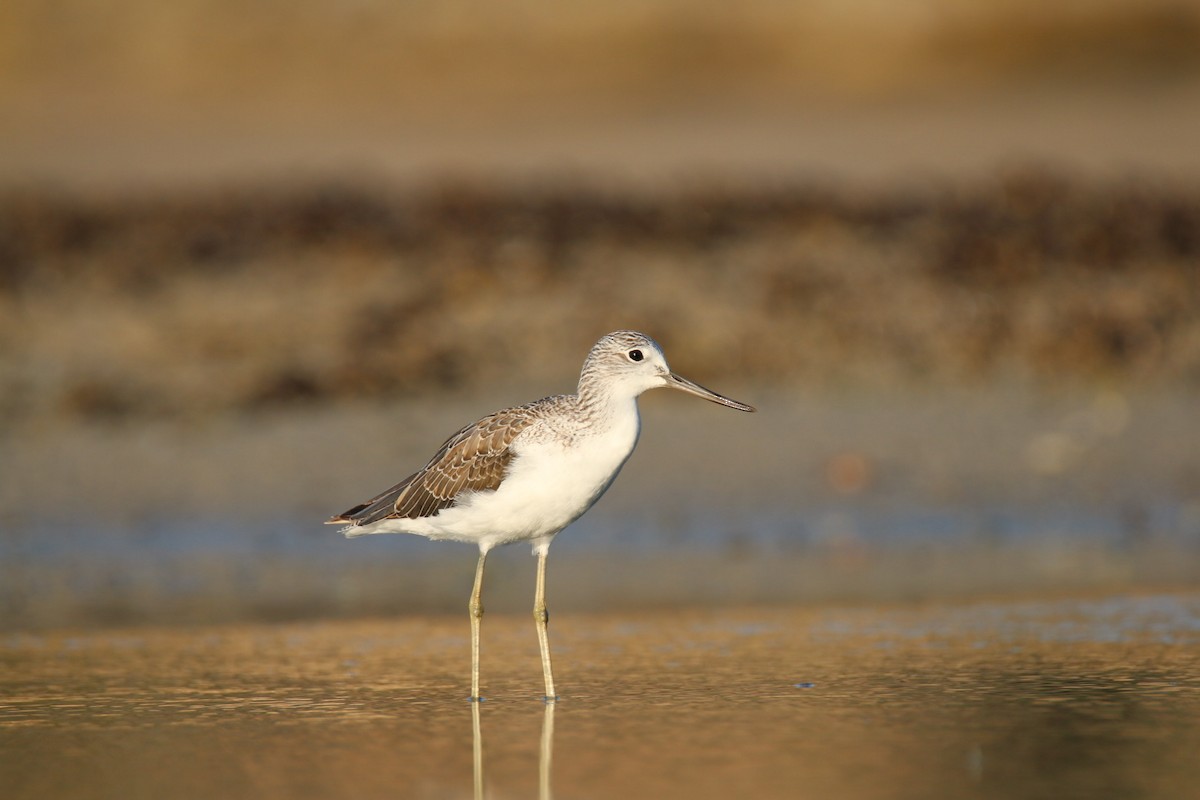 Common Greenshank - ML641959495
