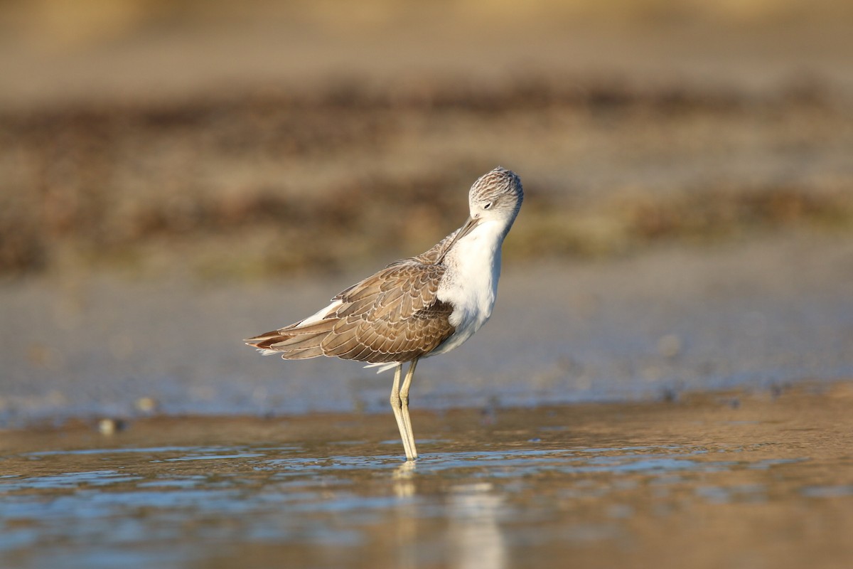 Common Greenshank - ML641959496