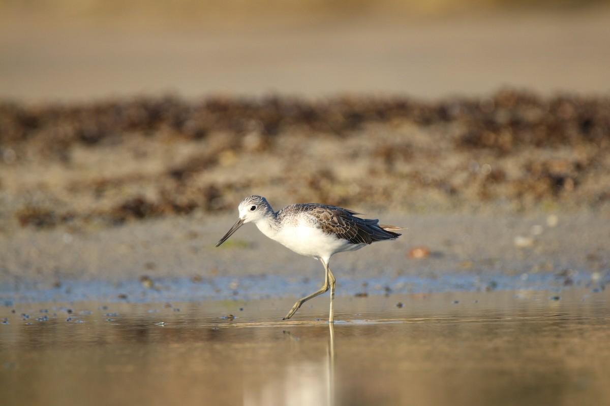Common Greenshank - ML641959497