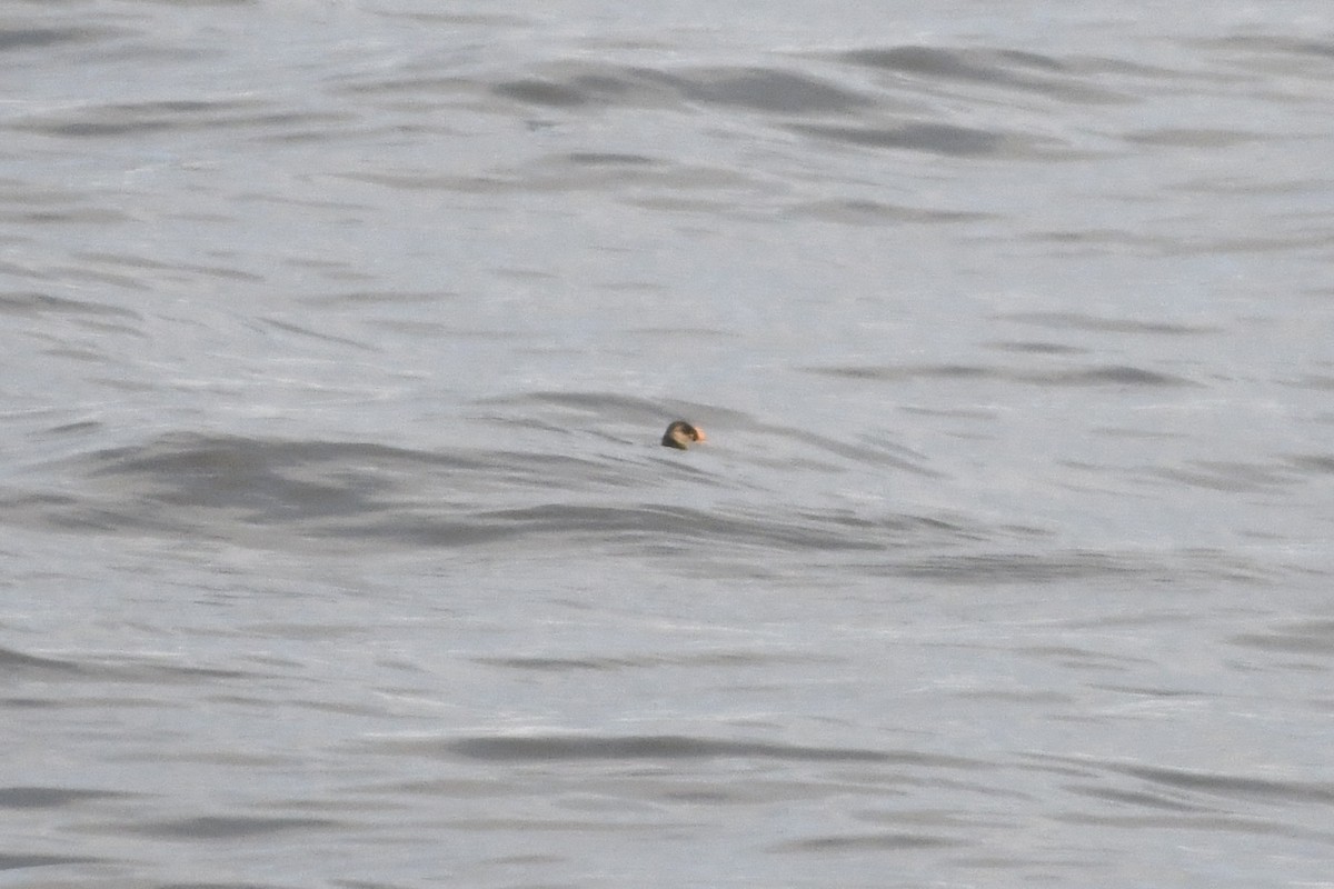 Atlantic Puffin - ML641959498