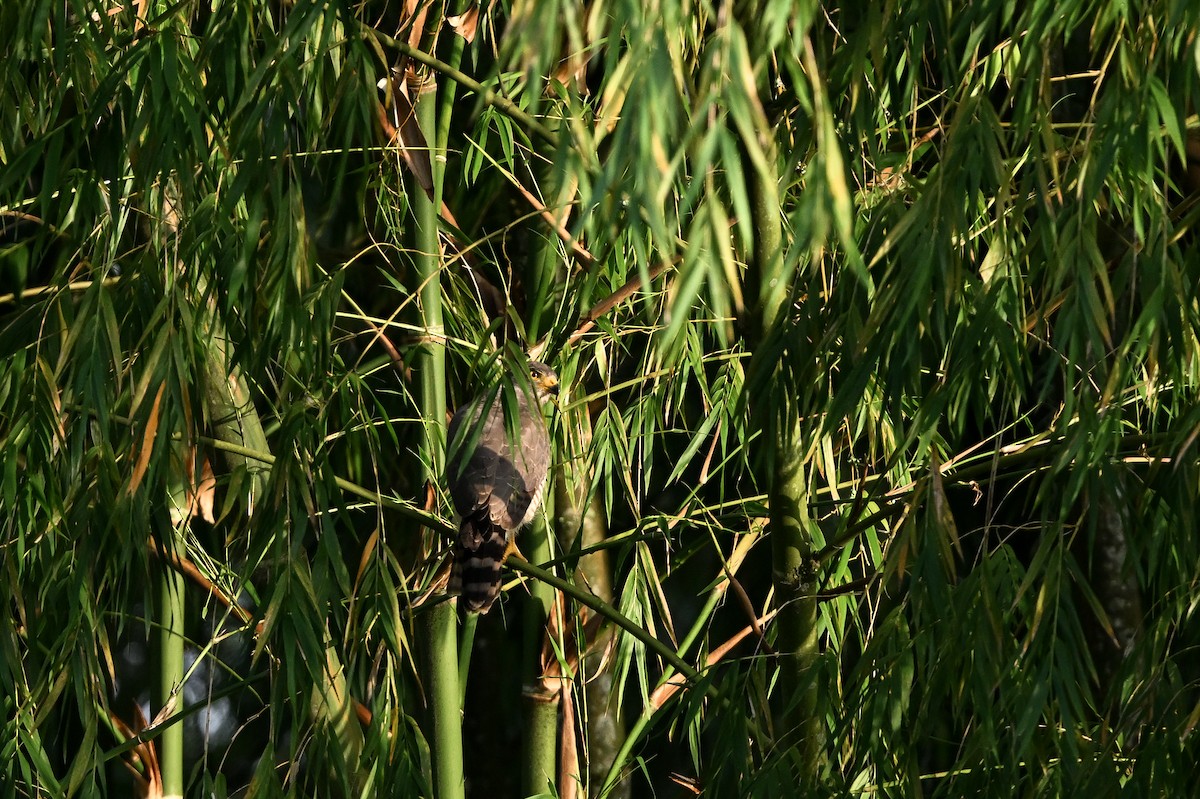Roadside Hawk - ML641959499