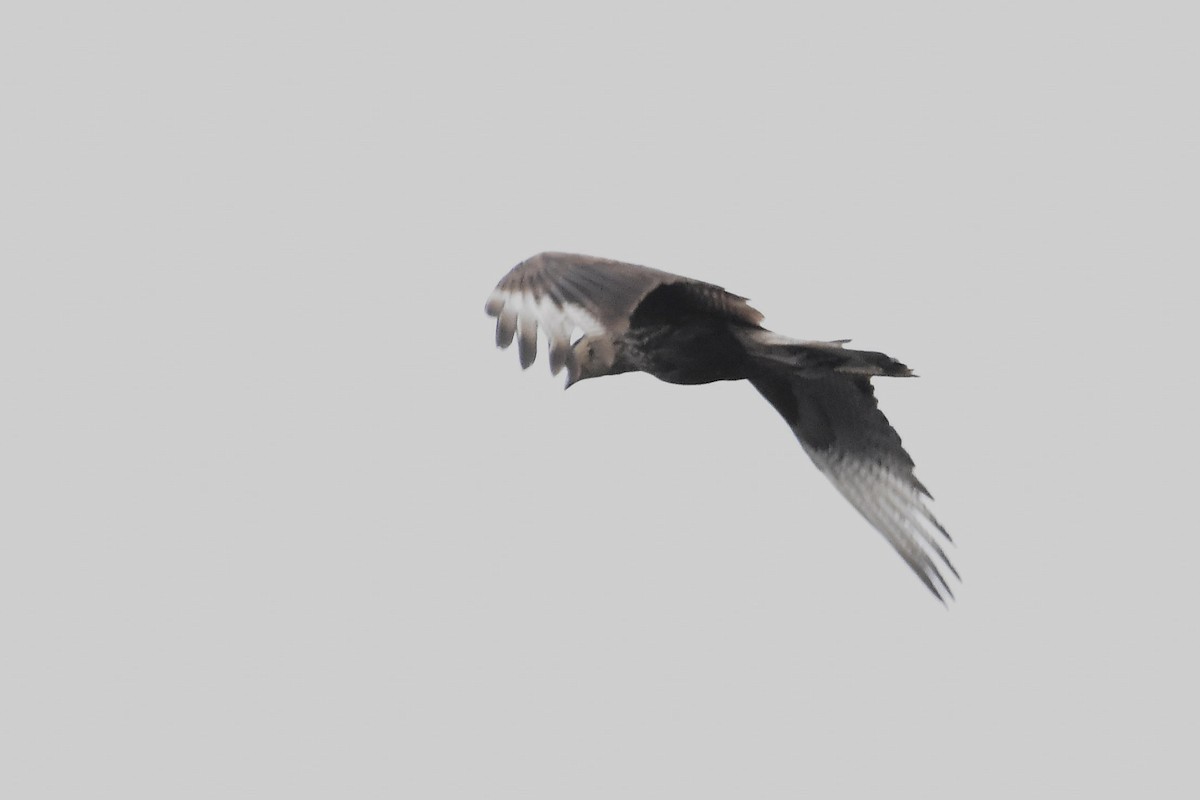 Crested Caracara - ML641959500